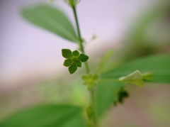 Phyllanthus