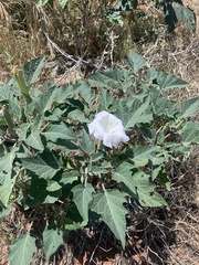 Datura wrightii