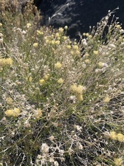 Acamptopappus sphaerocephalus