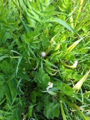 Papaver somniferum
