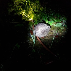 Erinaceus europaeus