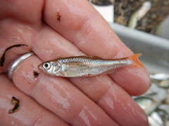 Luxilus chrysocephalus