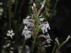 Mulguraea scoparia