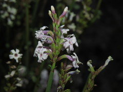 Mulguraea scoparia