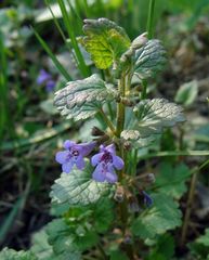 Glechoma hederacea