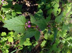 Lamium maculatum