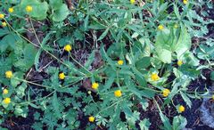 Ranunculus cassubicus