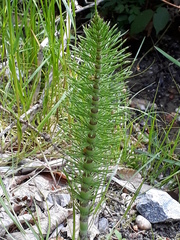 Equisetum telmateia telmateia