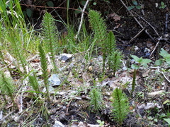 Equisetum telmateia telmateia