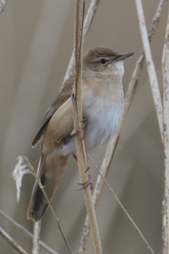 Foto de Savi's Warbler