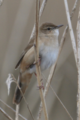 Savi's Warbler photo 5