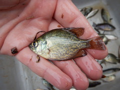 Centrarchus macropterus
