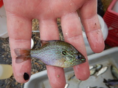 Lepomis marginatus