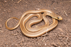 Psammophis brevirostris