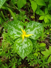 Trillium luteum