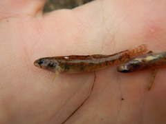 Etheostoma gracile