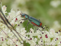 Malachius lusitanicus