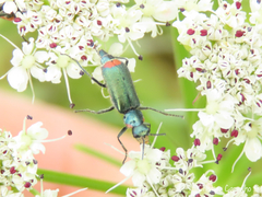 Malachius lusitanicus