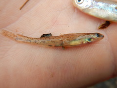 Etheostoma chlorosoma