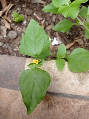 Calyptocarpus vialis