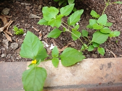 Calyptocarpus vialis