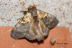 Euglyphis geroides
