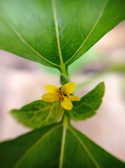 Calyptocarpus vialis