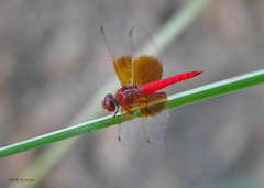 Brachythemis lacustris