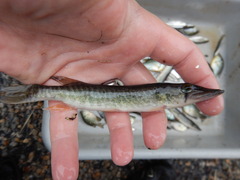 Esox americanus