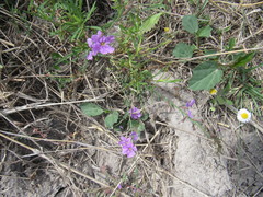 Lythrum californicum