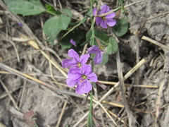 Lythrum californicum