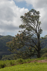Spathodea campanulata