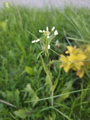 Capsella bursa-pastoris