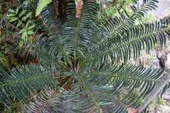 Lepidozamia hopei