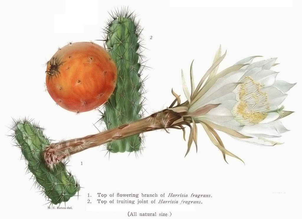 Fragrant Prickly-apple