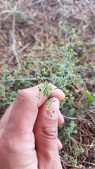 Galium divaricatum