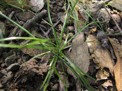 Isoetes nuttallii image