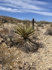 Yucca faxoniana