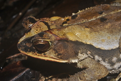 Incilius leucomyos