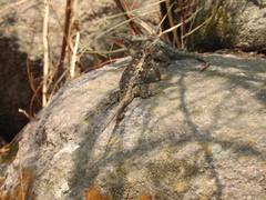 Sceloporus spinosus