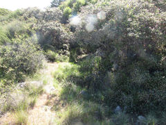 Isoetes nuttallii image