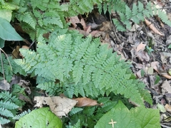 Myriopteris microphylla