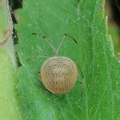 Bertrana striolata
