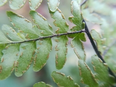 Myriopteris microphylla
