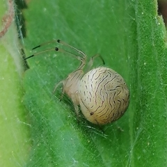 Bertrana striolata