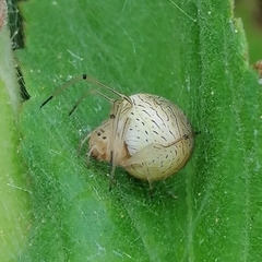 Bertrana striolata