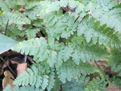 Myriopteris microphylla