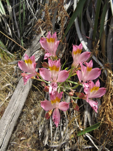 Alstroemeria angustifolia, photograph 1