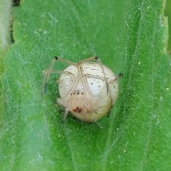 Bertrana striolata