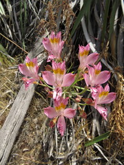 Alstroemeria angustifolia, photograph Nicolás Lavandero, CC BY, iNaturalist via GBIF